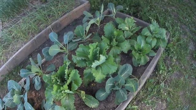 КАПУСТА ПЕКИНСКАЯ( пришлось одеть подвязки). смотреть онлайн