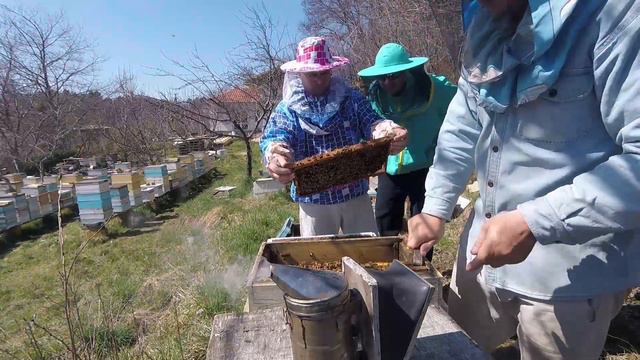 Знакомство с пчелой Бакфаст. Развитие семей. Начало пасеки смотреть онлайн