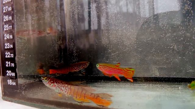 Aphyosemion Striatum vs. Fundulopanchax Sjoestedti in the morning sun смотреть онлайн