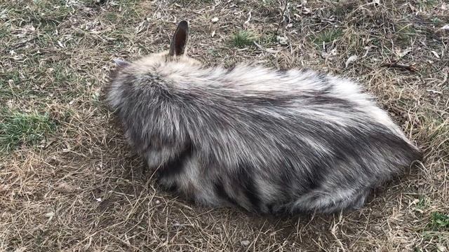 Пушистая красавица гиена! Тайган Fluffy Beauty Hyena! Taigan