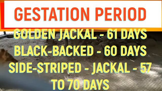 Jackal l Siyar I Jackal Facts Animal SOUND VOICE VIDEO IN DELHI ZOO смотреть онлайн