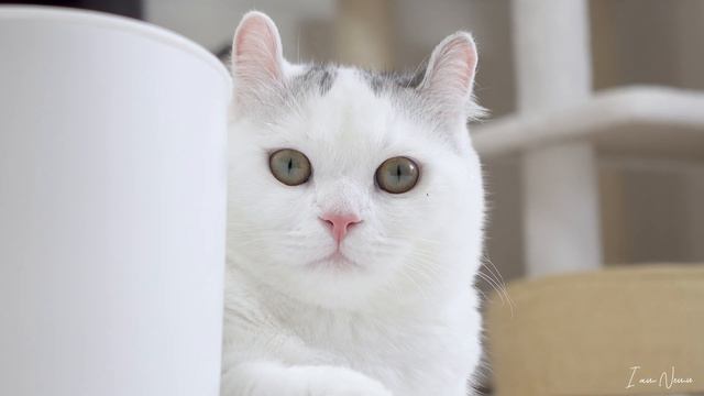 [Munchkin cat]Kitten Nemu.Play in the cat water fountain. смотреть онлайн