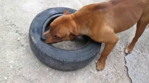 Amstaff Амстафф Адольф имеет слишком много энергии