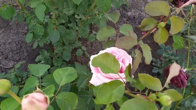 ФРЕДЕРИК МИСТРАЛЬ (Frederic Mistral), Meilland, 1995 г. Чайно-гибридные (Hybrid Tea) смотреть онлайн
