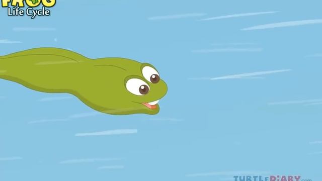 Learn the Frog Life Cycle *AMAZING* Science For Kids смотреть онлайн