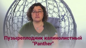 Пузыреплодник калинолистный ХИТ ПАРАД