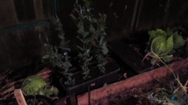 ЭУСТОМА!!!ВЫРАЩИВАНИЕ ЭУСТОМЫ ИЗ СЕМЯН!!!СЕМЯНЫЕ КОРОБОЧКИ ЭУСТОМЫ//ПЕРЕСАДКА НА ЗИМУ смотреть онлайн