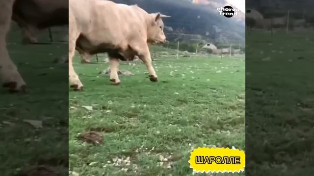 Шаролезская порода!!! Шаролле зотли буқа!!! ??? смотреть онлайн