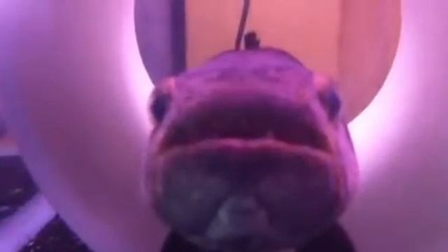 Wolf Fish смотреть онлайн