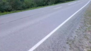 ЛОВЛЮ ЗМЕЙ! ЛОВЛЮ РАЗНЫХ ЖИВОТНЫХ! #рептилии #ящерица #змеи