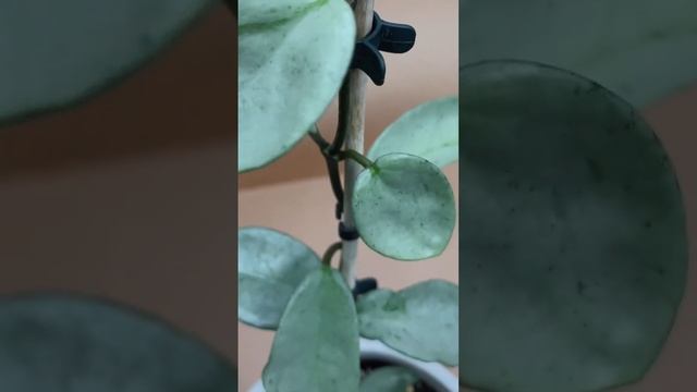 Моя Хойя Грей хост. Hoya Grey ghost. смотреть онлайн