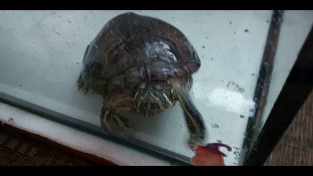2023 03 18 Дуся смотреть онлайн