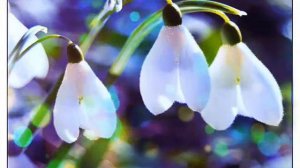 Солнечная капель