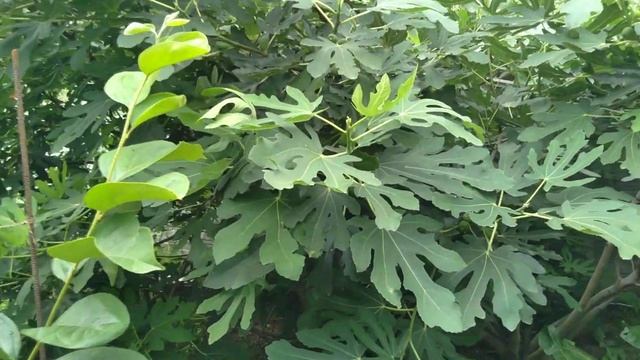 Инжир .Выращивание.Правила посадки.Первый урожай смотреть онлайн