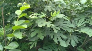 Инжир .Выращивание.Правила посадки.Первый урожай