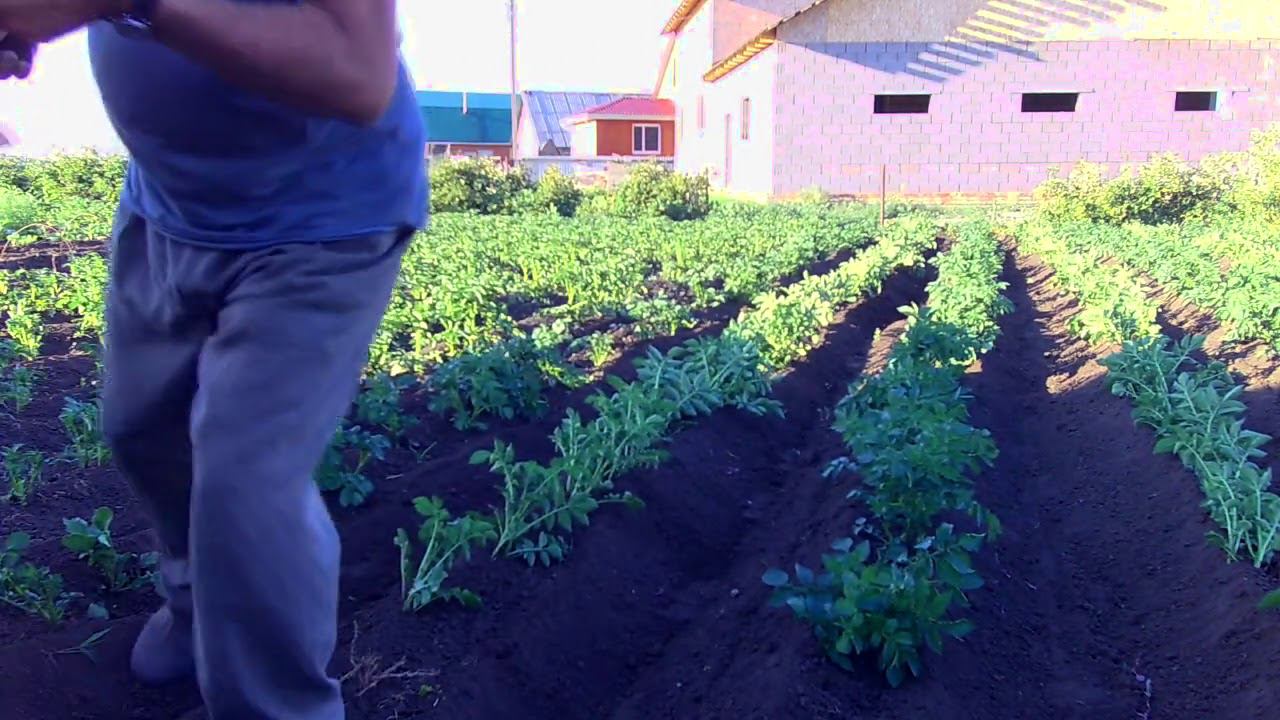 Второе окучивание картошки мотоблоком