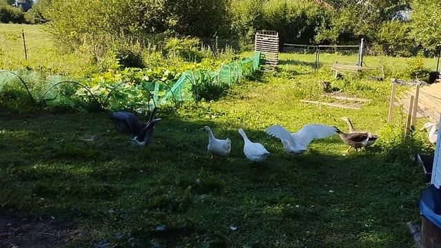 Утро.Гусиная разминка. смотреть онлайн