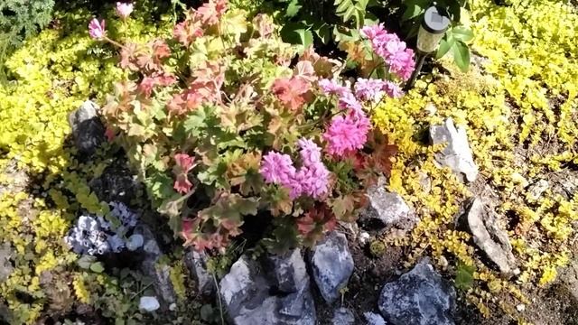 #435.Мой летний сад и цветущие пеларгонии,как его украшение! смотреть онлайн