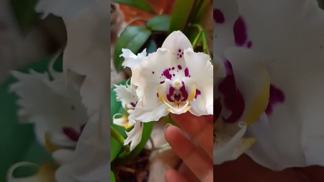 Снежинки летом😍Орхидея Phal.Kellion Келлион, домашнее. смотреть онлайн