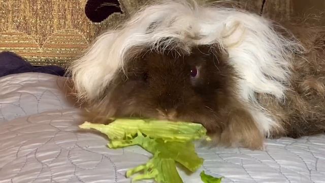 Морские свинки породы Альпака,кто они? смотреть онлайн