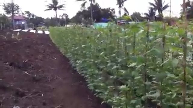 Amadeo farm 5 смотреть онлайн