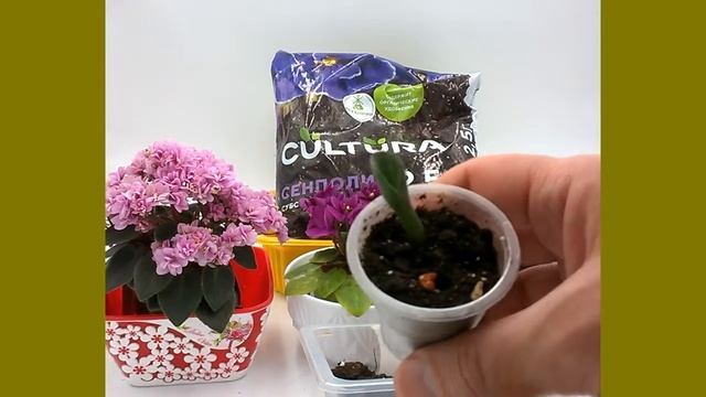 Торф для фиалок. Greenworld и другие. Обзор готовых торфогрунтов