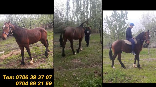 Россиядан келген Ат сатылат/ Тел: 0706 39 37 07 / 0704 89 21 59 смотреть онлайн