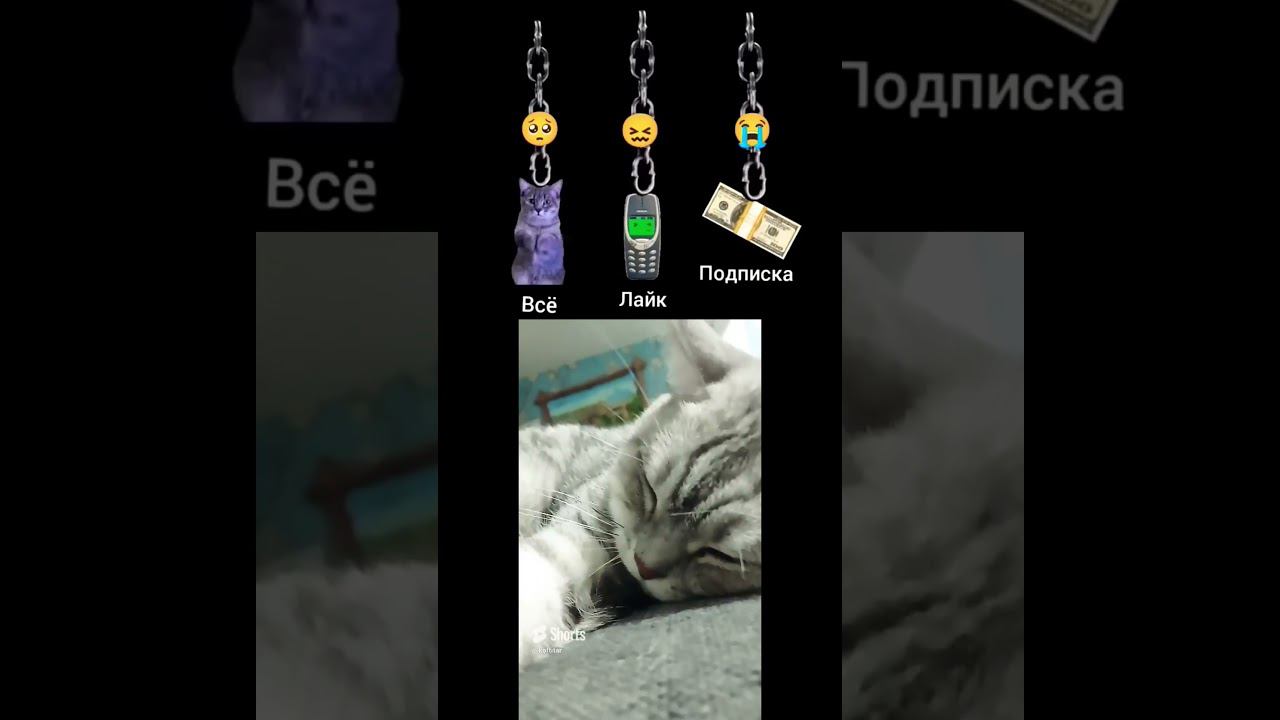 Милый котик #shorts смотреть онлайн