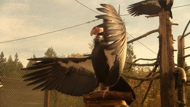 California Condor, Sun-bath. Калифорнийский кондор (1555sp) смотреть онлайн
