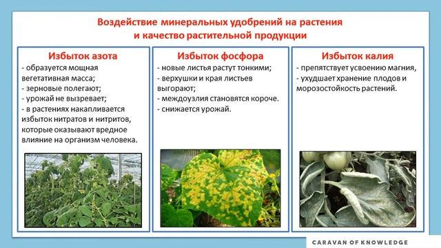 Минеральные удобрения STEAM урок смотреть онлайн