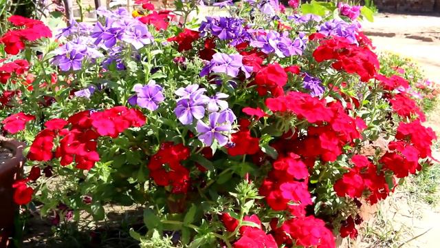 Beautiful bright color phlox flowers смотреть онлайн