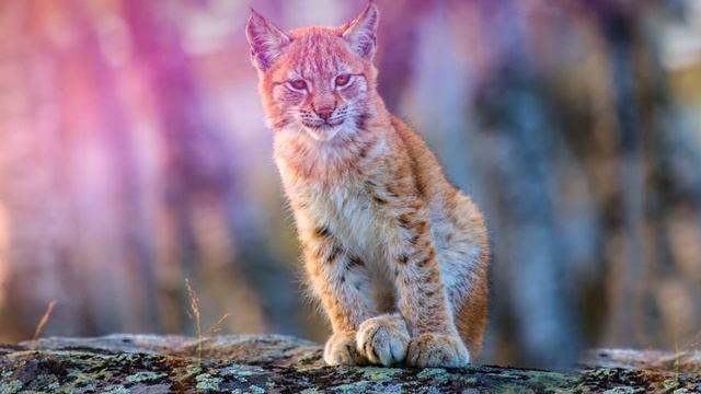 Звук рыси, как рычит рысь смотреть онлайн