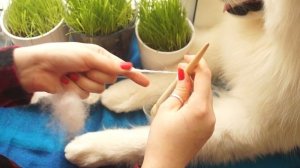 ПРЯДЕНИЕ СОБАЧЬЕЙ ШЕРСТИ ВРУЧНУЮ | Что делать с шерстью самоеда