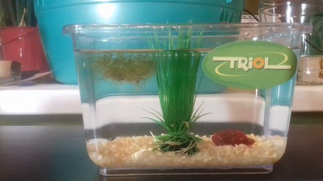 Как сделать аквариум из небольшой ёмкости. смотреть онлайн