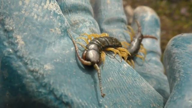 Секреты Джунглей