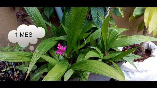 🌺Tip de Jardinería InnJardin 2019🌺🌺 смотреть онлайн