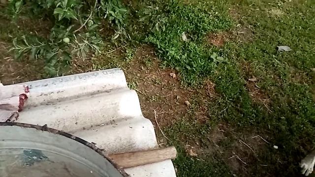 Кормежка Волкадавов как я кормлю своих собак