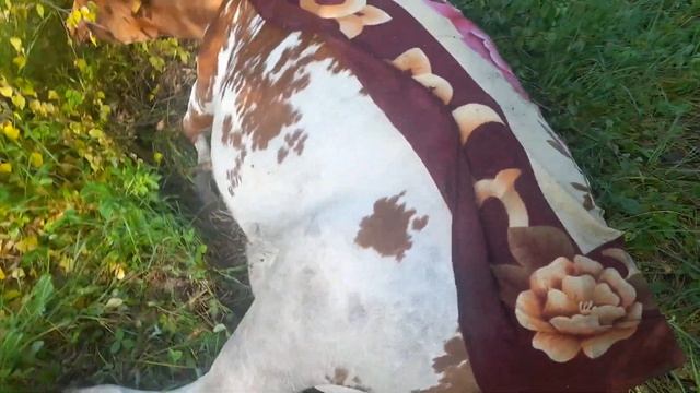 Дородовый парэз у айширской коровы смотреть онлайн