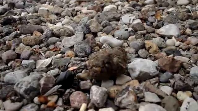 Dung Beetle, Take 2 смотреть онлайн