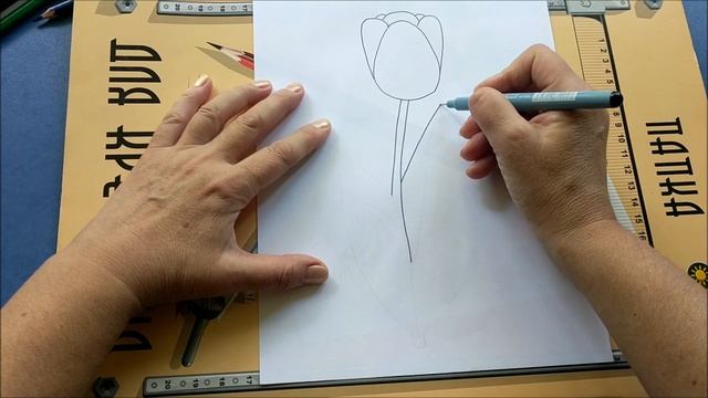 Как нарисовать тюльпан карандашами | How to draw a tulip смотреть онлайн