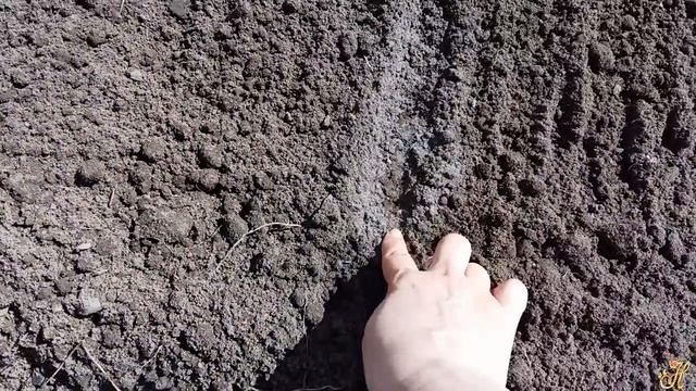 Весенний посев моркови смотреть онлайн