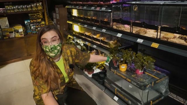 Содержание древолаза в домашних условиях смотреть онлайн