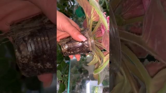 Фиалка ЕК- Кураж смотреть онлайн