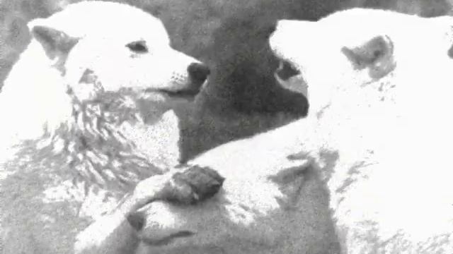 || Wolves and Nightshade || смотреть онлайн