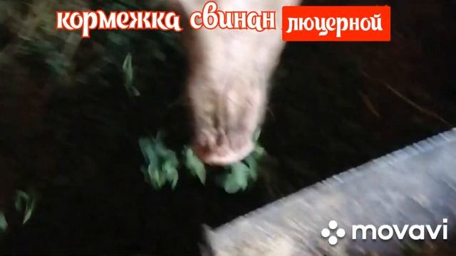 Жизнь свиней ???Кормление ЛЮЦЕРНОЙ