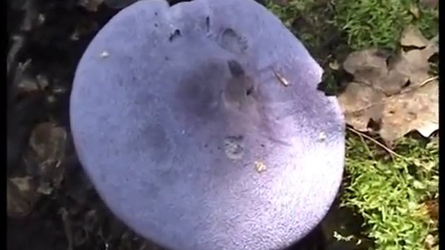 Редкие грибы. Чудо природы - Паутинник Фиолетовый. смотреть онлайн