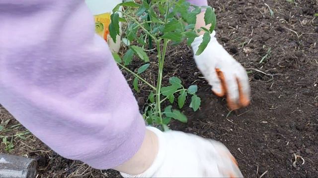 ВЫСАДКА ТОМАТОВ В АПРЕЛЕ .. смотреть онлайн