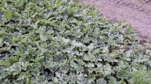 Арбуз Каристан. Кукуруза сахарная после применения гербицида Лаудис на второй день. 15 июля.