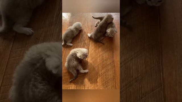 Милые, забавные котята. Домашние животные. Любимые питомцы