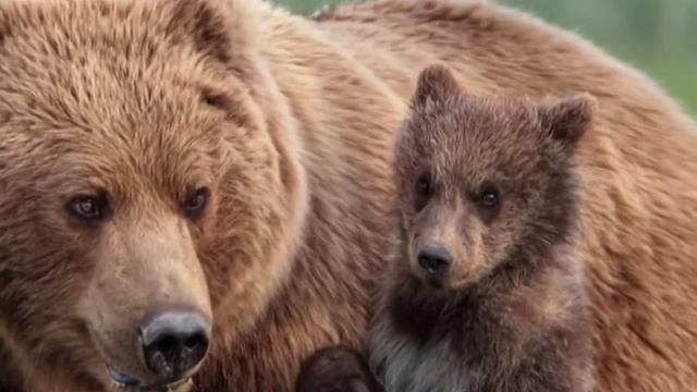 Не будите русского медведя смотреть онлайн